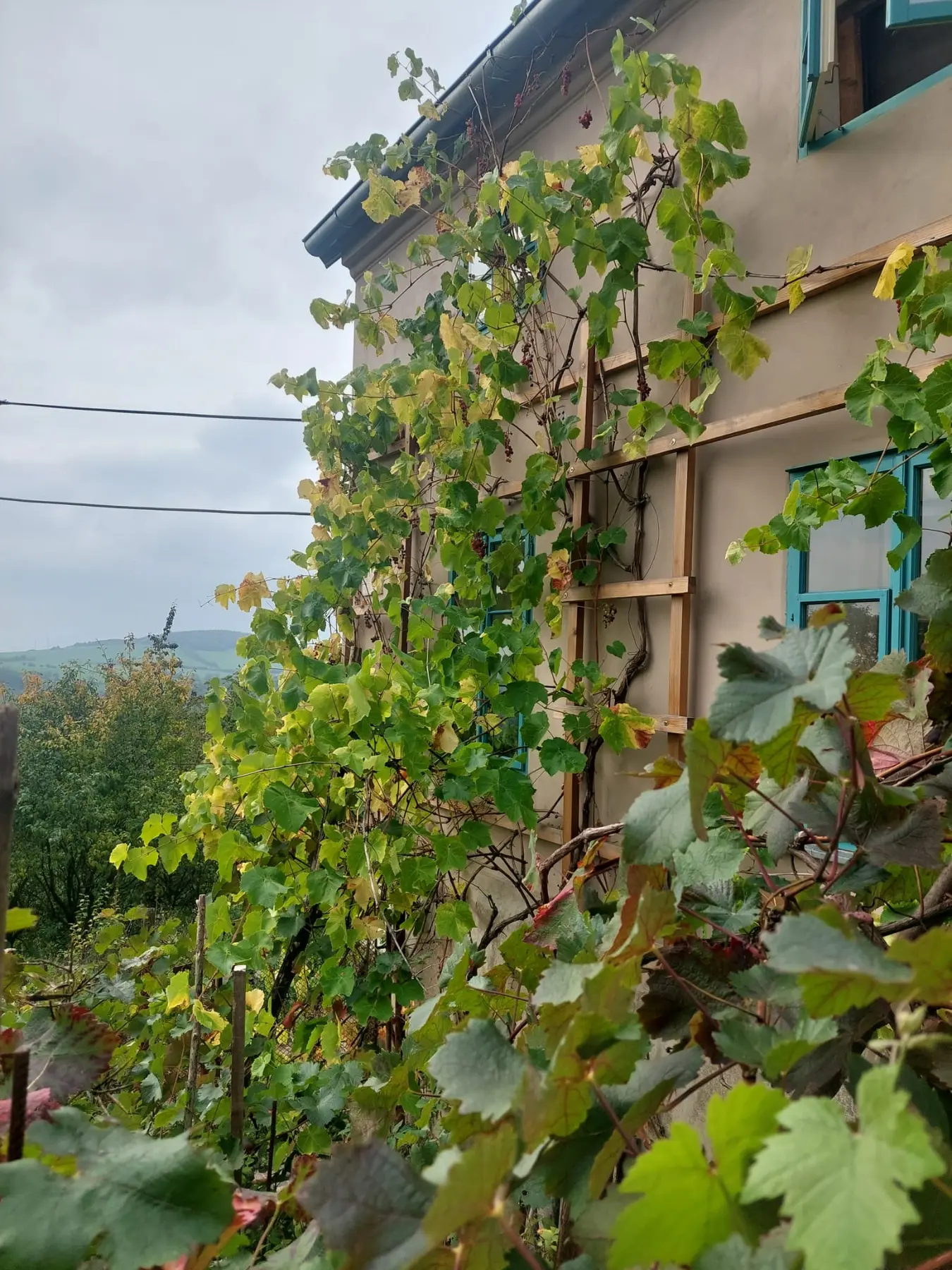 Weinreben an einem Haus in Nordböhmen